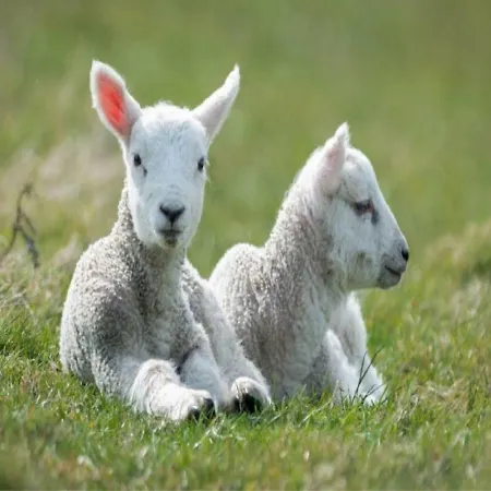 Catharina Texel * Den Burg