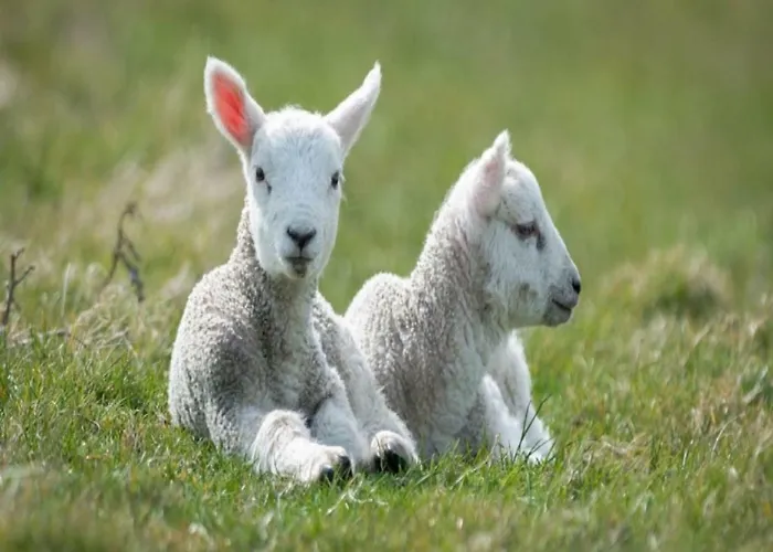 Catharina Texel * Den Burg
